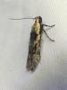 304804 – Photo : Moth-er – France (69)